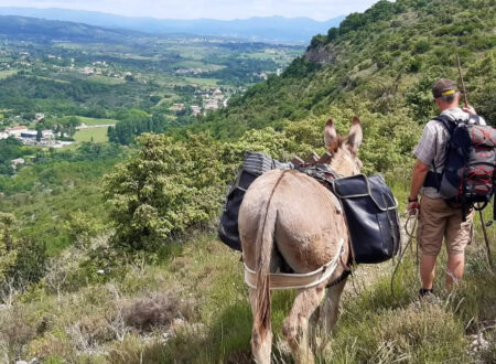 Balades en âne
