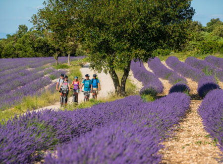 Musée de la lavande
