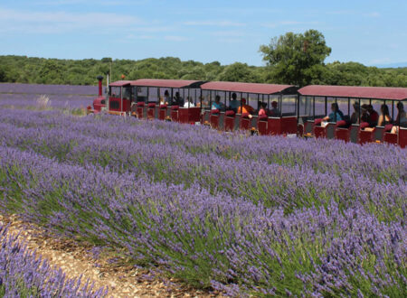 Musée de la lavande